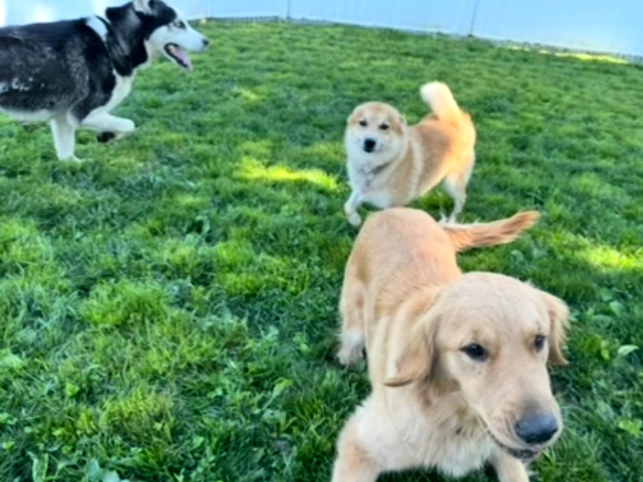 Dogs enjoying active outdoor play at Barker Retreat