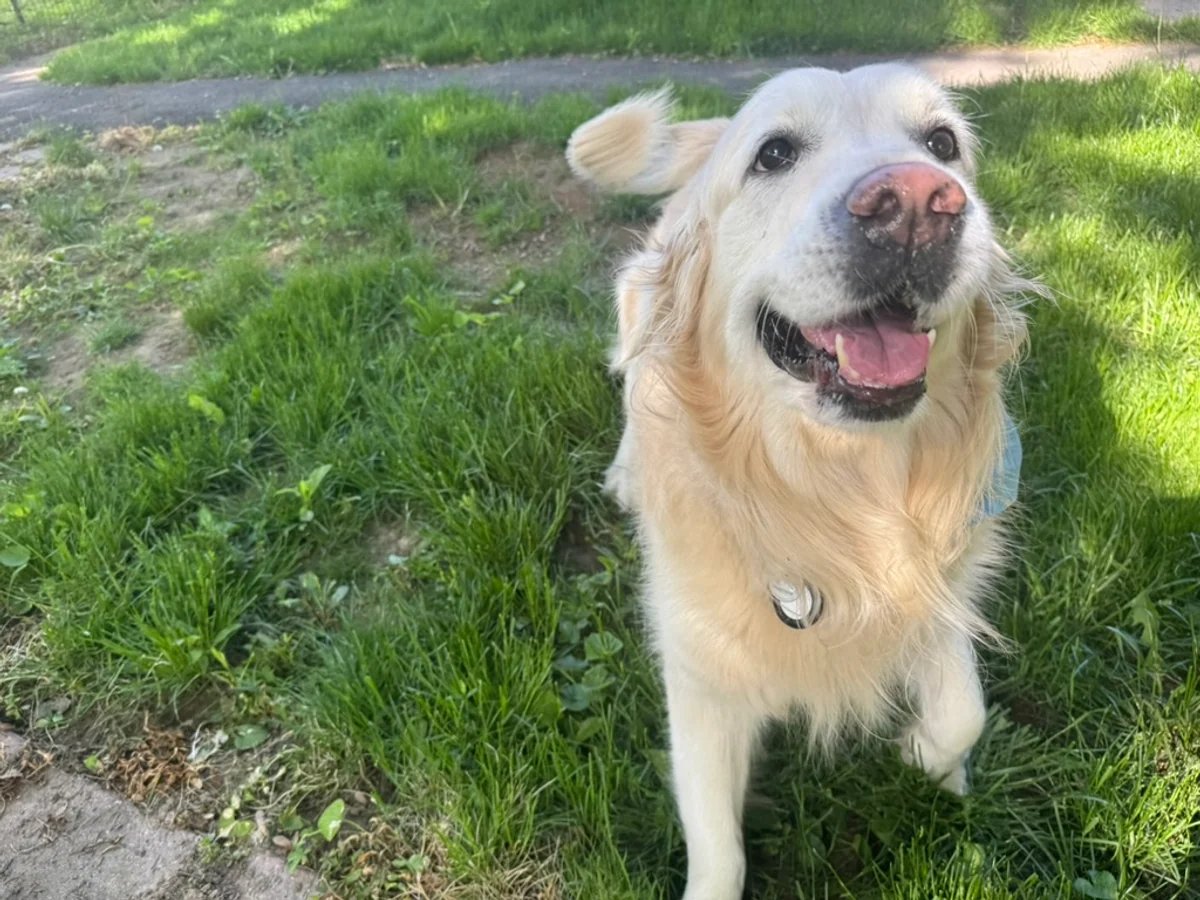 Smiling golden retriever enjoying outdoor time at Barker Retreat
