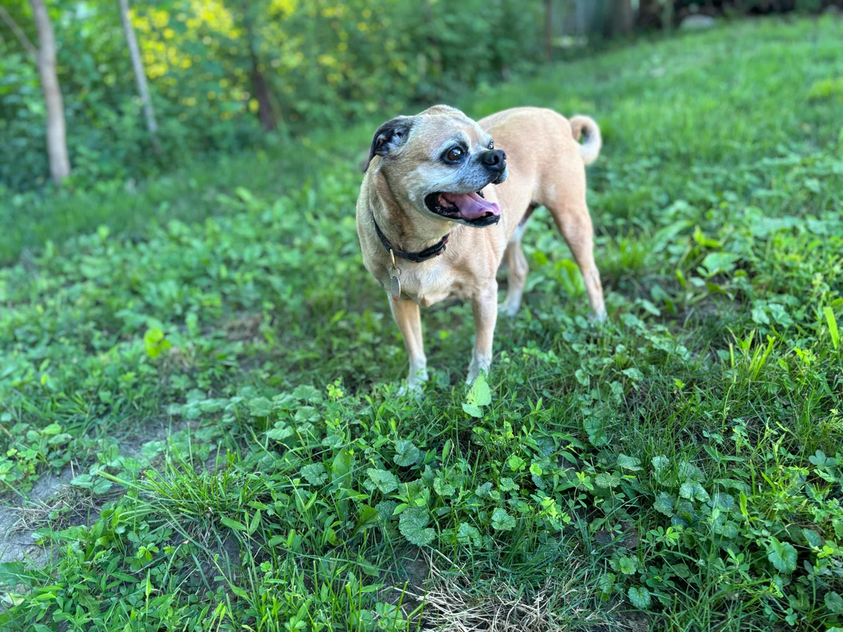 Small tan dog enjoying outdoor time at Barker Retreat